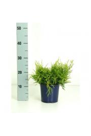 Juniperus pfitzeriana Old Gold Ø15 15-20 cm