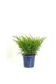 Juniperus pfitzeriana Mint Julep C2 Lit. 20-30 cm