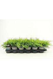 Juniperus pfitzeriana Gold Star Ø9