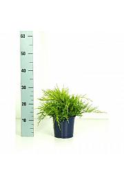 Juniperus pfitzeriana Gold Coast Ø 15 15-20 cm