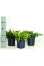 Juniperus Mix Ø15 15-20 cm