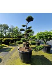 Juniperus media Hetzii C180 Lit. 140-150 cm Bonsai