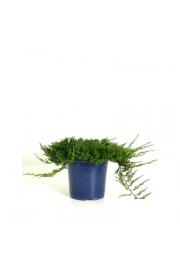 Juniperus horizontalis Wiltonii C2 Lit. 15-20 cm