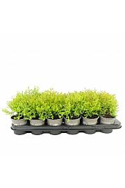Juniperus horizontalis Prince of Wales Ø9