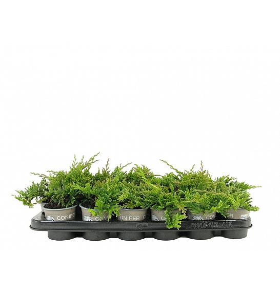Juniperus horizontalis Golden Carpet Ø9