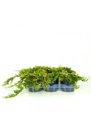 Juniperus horizontalis Golden Carpet Ø15 15-20 cm