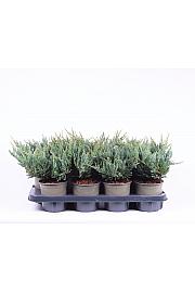 Juniperus horizontalis Blue Chip C1 Lit. 15-20 cm