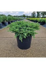 Juniperus conferta Schlager C8 Lit. 30-40 cm