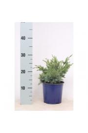 Juniperus conferta Schlager C1 Lit. 15-20 cm