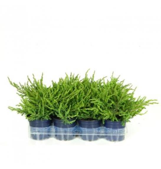 Juniperus communis Repanda Ø11 10-15 cm