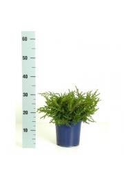 Juniperus communis Repanda C2 Lit. 15-20 cm
