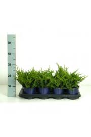 Juniperus communis Repanda C1 Lit. 15-20 cm
