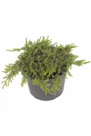 Juniperus communis Green Carpet Ø15 15-20 cm