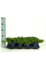 Juniperus communis Green Carpet C1 Lit. 10-15 cm
