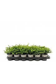 Juniperus communis Goldschatz Ø9