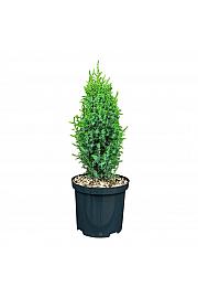 Juniperus communis Compressa C2,5 Lit. 20-25 cm