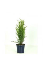Juniperus communis Arnold Ø15 20-30 cm