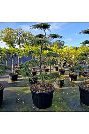 Juniperus communis Green Carpet C180 Lit. 160-180 cm Bonsai