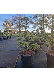 Juniperus communis Green Carpet C130 Lit. 140-150 Bonsai