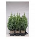 Juniperus chinensis Stricta C2 Lit. 30-40 cm