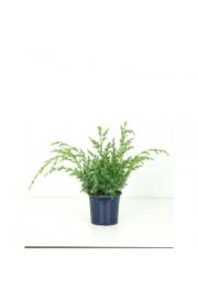Juniperus chinensis Blue Alps Ø15 20-30 cm