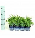 Juniperus chinensis Blue Alps Ø11 10-15 cm
