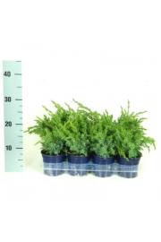 Juniperus chinensis Blue Alps Ø11 10-15 cm
