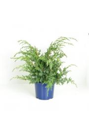 Juniperus chinensis Blue Alps C5 Lit. 30-40 cm