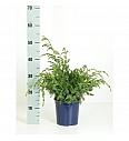 Juniperus chinensis Blue Alps C2 Lit. 20-30 cm