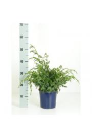 Juniperus chinensis Blue Alps C2 Lit. 20-30 cm