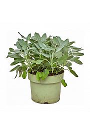 Salvia maxima Ø19