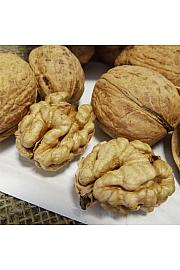 Juglans regia Mars C7,5 Lit. 125-150 cm