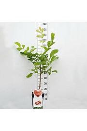 Juglans regia C5 Lit. 80-100 cm terasa