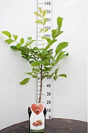 Juglans regia C5 Lit. 80-100 cm BIO
