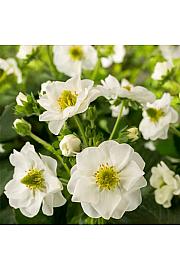 Jagode Summer Breeze White Ø 10,5