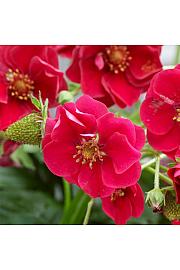 Jagode Summer Breeze Rosa  Ø 10,5