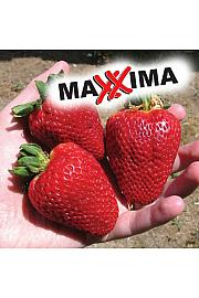 Jagoda Maxxima Ø10.5