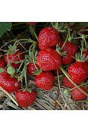 Jagoda HUMMI® Gento Hz Ø10,5