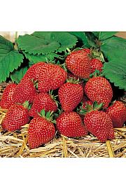 Jagoda Elan F1 - mesečna Ø10,5