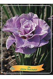 Iris sibirica Pink Parfait Ø11