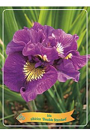 Iris sibirica Double Standard Ø11