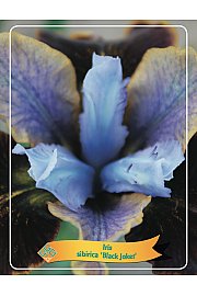 Iris sibirica Black Joker Ø11