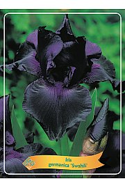 Iris germanica Swahili Ø11