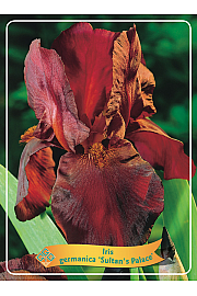 Iris germanica Sultans Palace Ø11