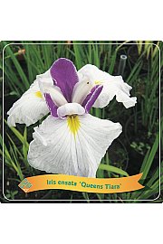 Iris ensata Queens Tiara C5 Lit.