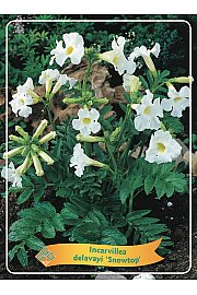 Incarvillea delavayi Snowtop Ø11