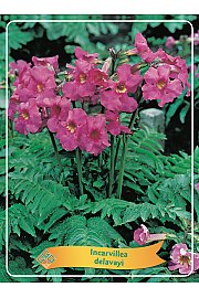 Incarvillea delavayi Ø11