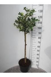 Ilex aquifolium Argentea Marginata C12 Lit. Na steblu 80 cm