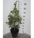Ilex aquifolium Argentea Marginata C10 Lit. Piramida 80-100 cm