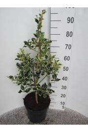 Ilex aquifolium Argentea Marginata C10 Lit. Piramida 80-100 cm